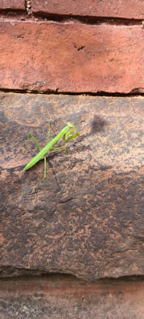 Images Green Planet Pest Control, Inc