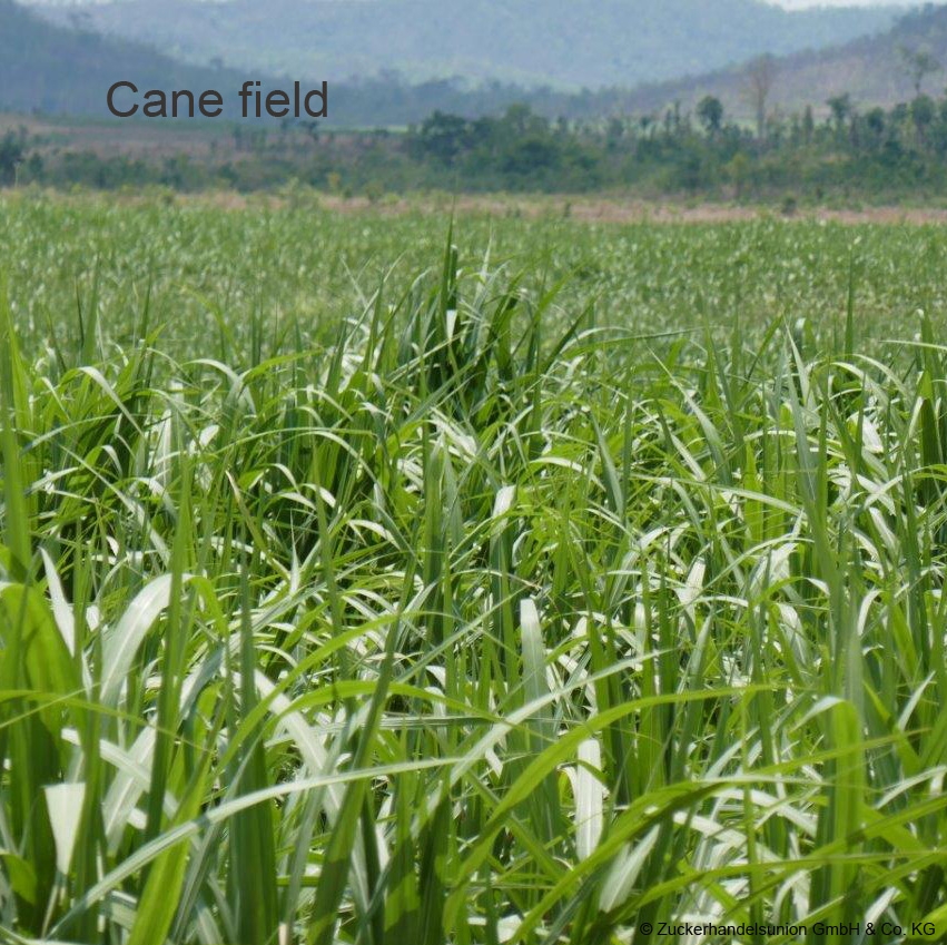 Zuckerhandelsunion GmbH & Co. KG, Schlesische Strasse 38 in Berlin