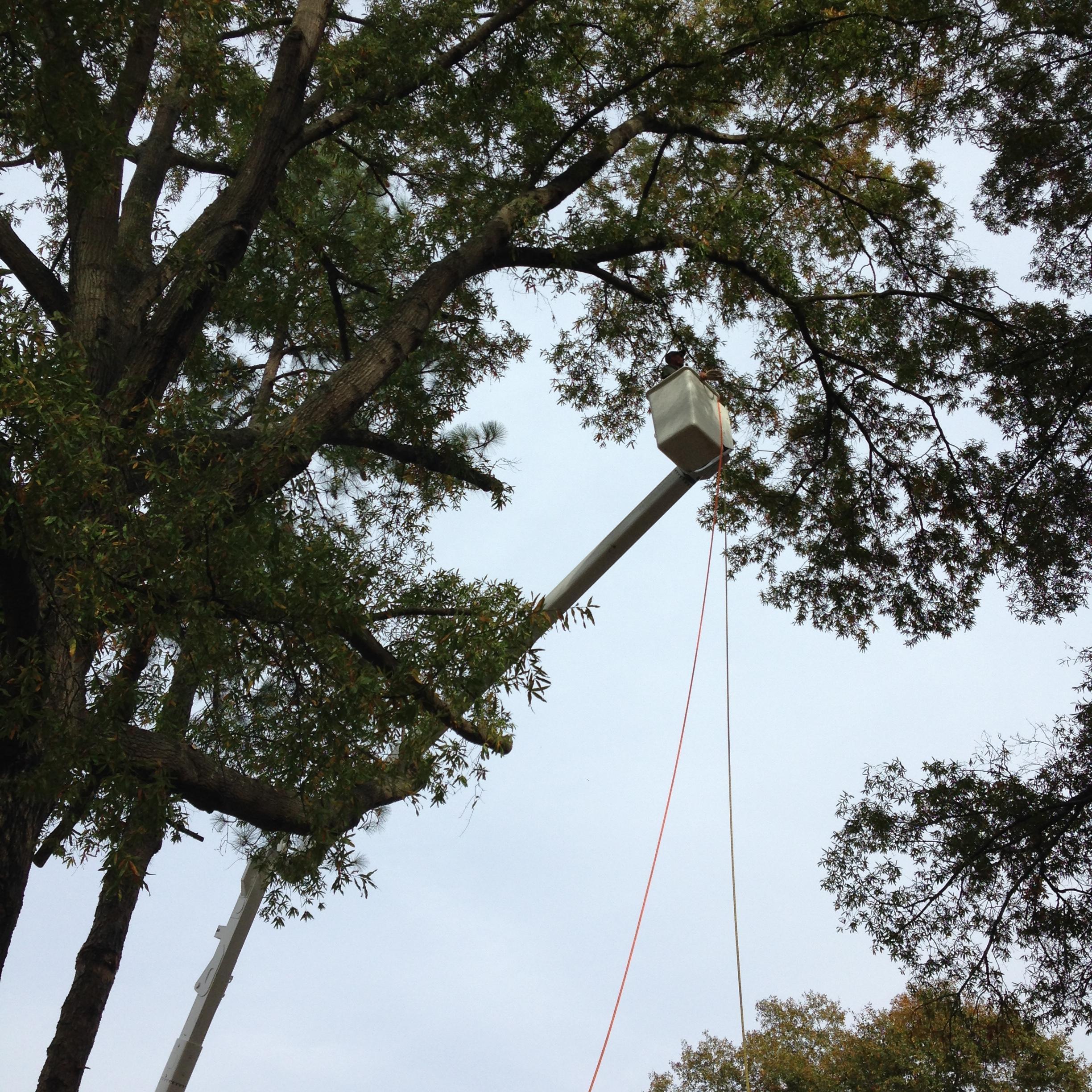 Airborne Tree Service & Relandscaping