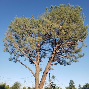 Gerson Landscaping Image