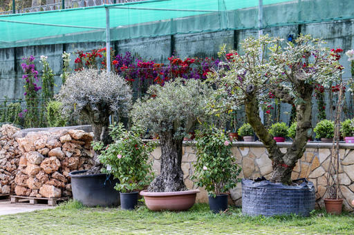 Images Vivaio Avagliano Piante