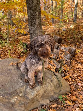 Images Canine Synergy LLC