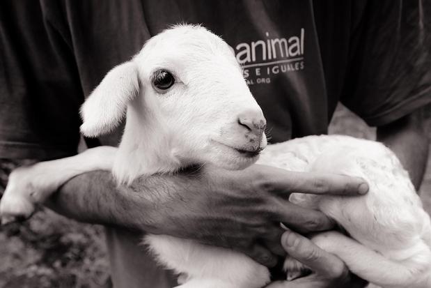 Images Animal Equality