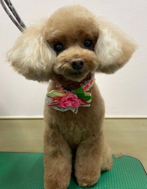 Images 埼大通りどうぶつ病院
