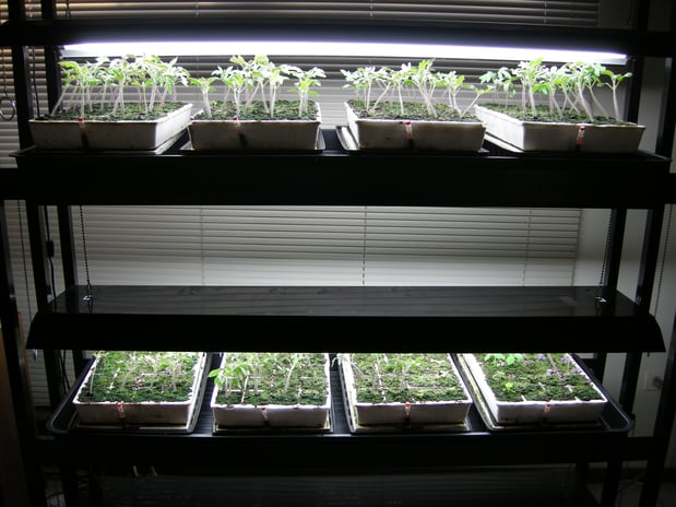 Images Green Thumb At Your Service