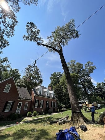 Images Myers Tree Service