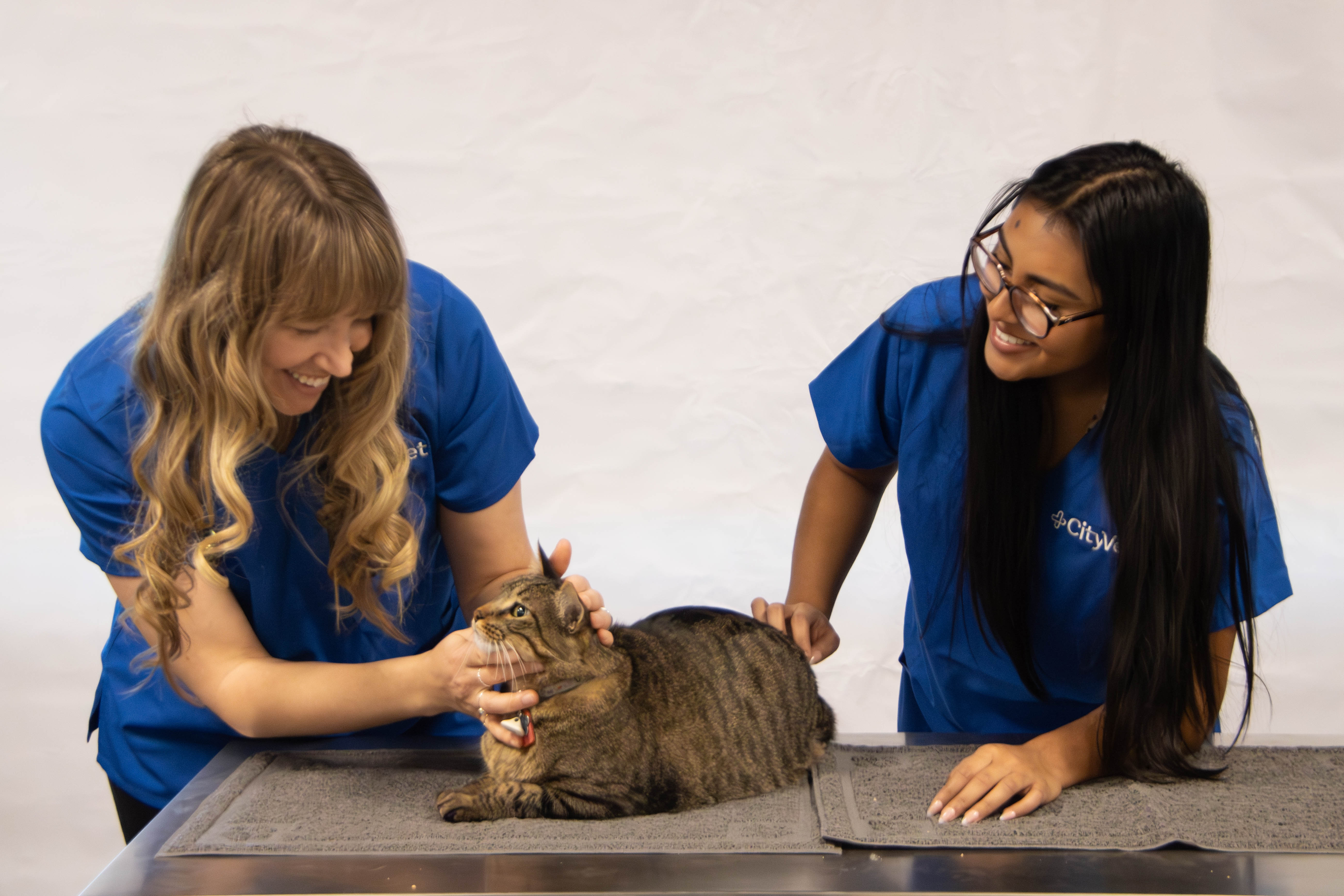 Dr. Amy Jager, owner of CityVet | Verrado and a tech examining a cat