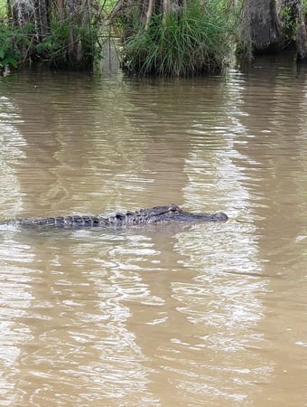 Images Cajun Encounters Tour Company