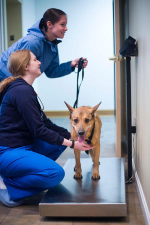 Images Bush Veterinary Neurology Service (BVNS) - Rockville