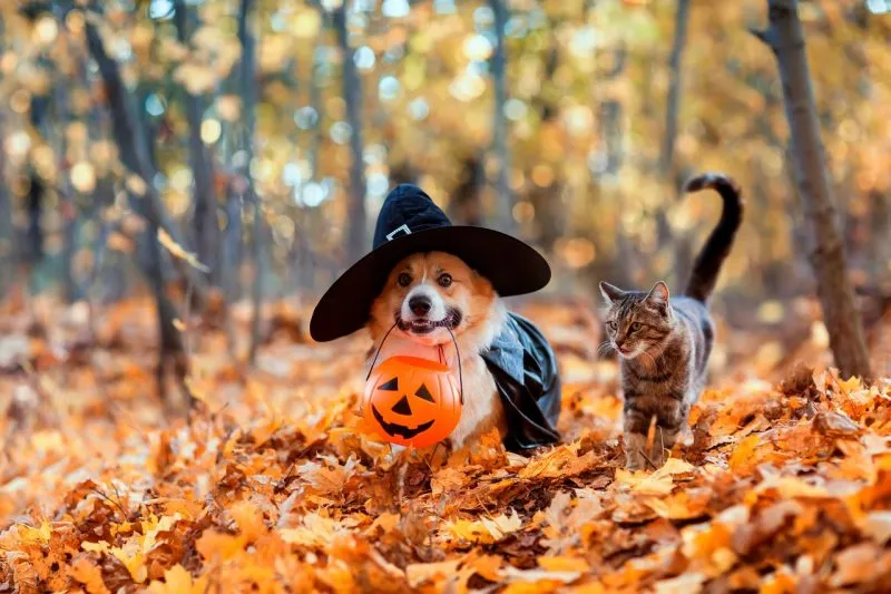 Image of Local Pet Event Roxc'z Resources Halloween Photos Nearby