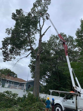 Images Wilson Tree & Landscaping Service