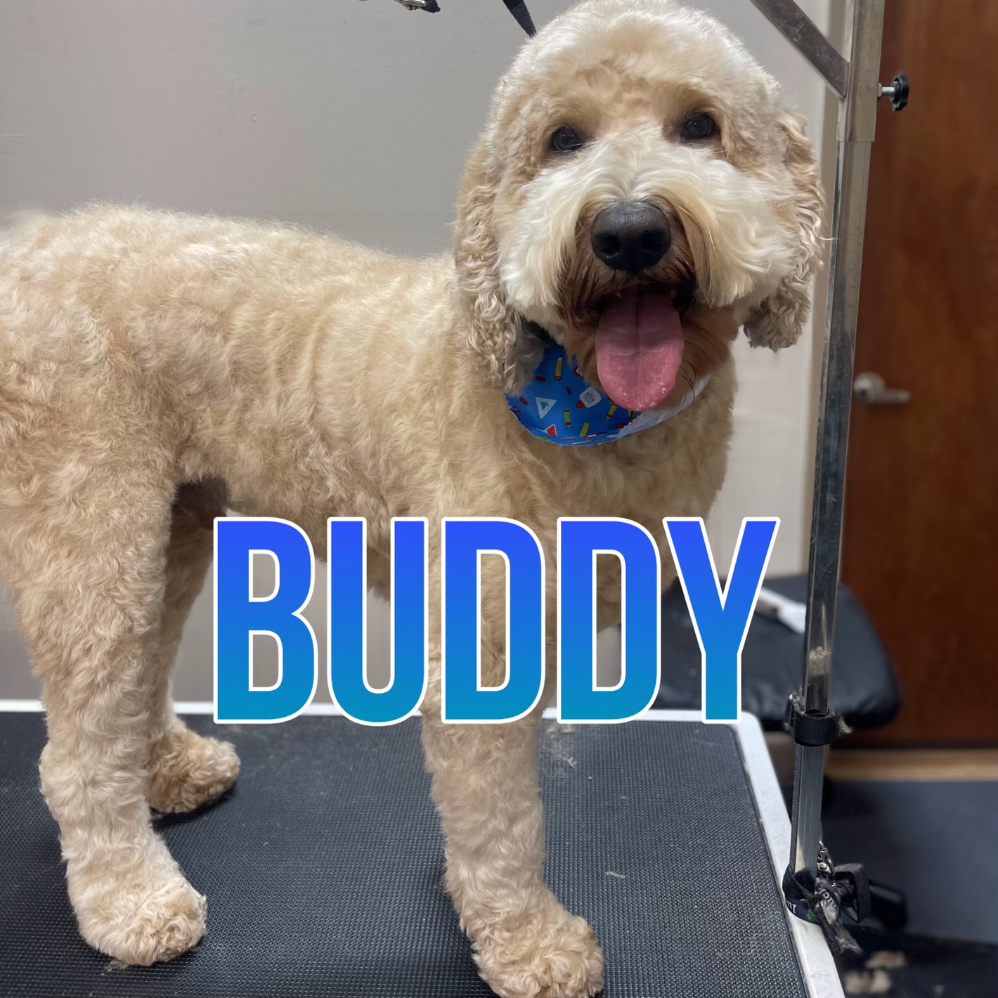 A golden doodle dog named Buddy stands on a grooming table, wearing a bandana with a crayon pattern. The dog is looking at the camera with its tongue out. The word "BUDDY" is overlaid on the image in large, blue, gradient letters.