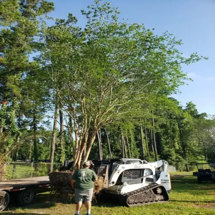 Images Southern Tree Farm