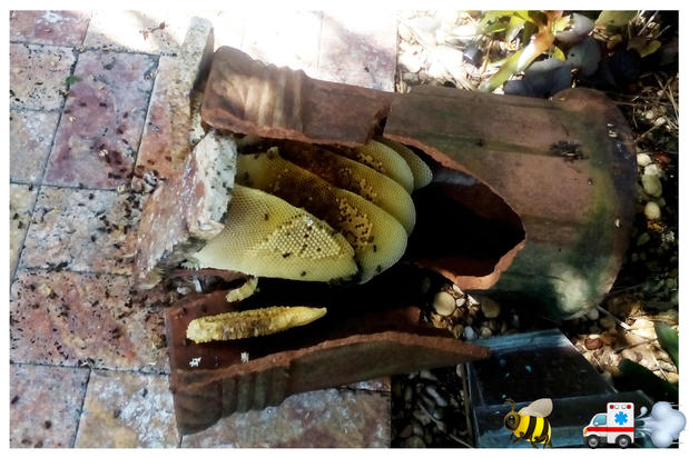 Images A Team Wildlife Removal & Bee Removal Miami