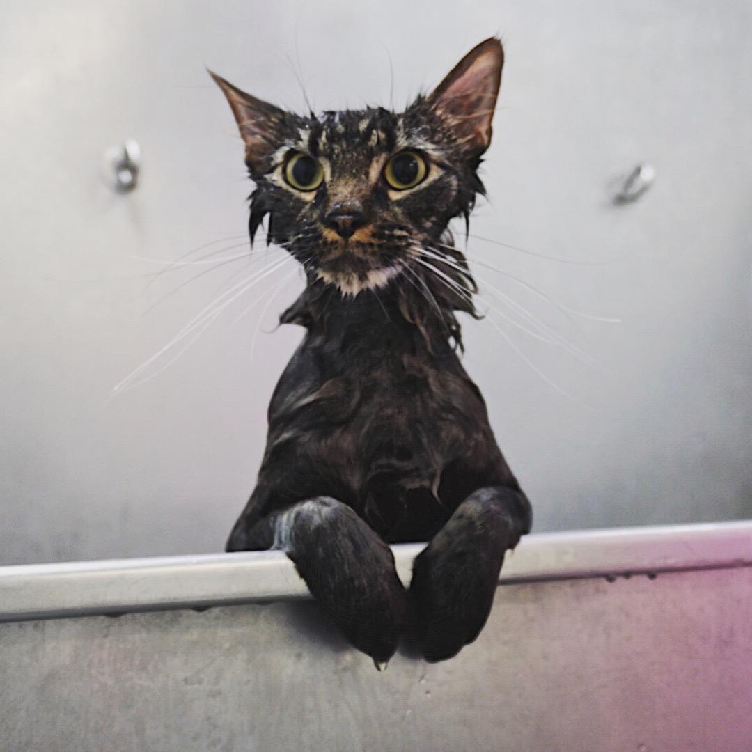 The Charleston Cat Groomer Photo