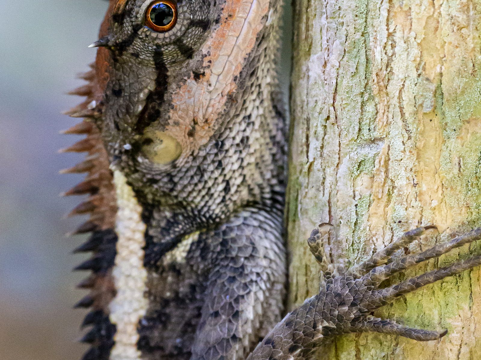 Houck Wildlife Removal