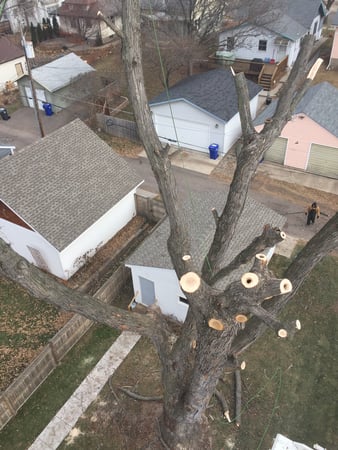 Images Total Tree Care