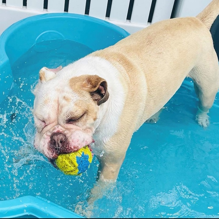 Images Paw Park Pet Resort