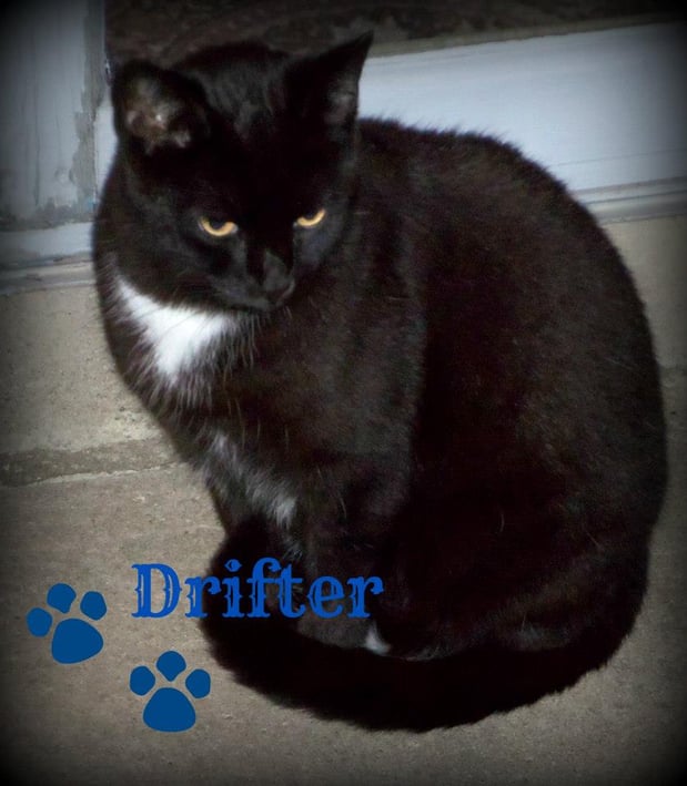 Images Whiskers 'N Paws In Home Pet Sitting