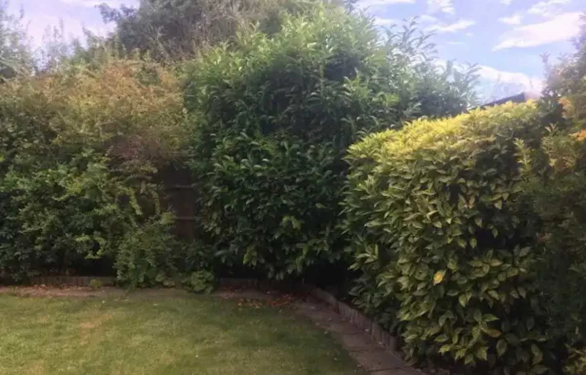 Images Tree Doctors & Landscaping