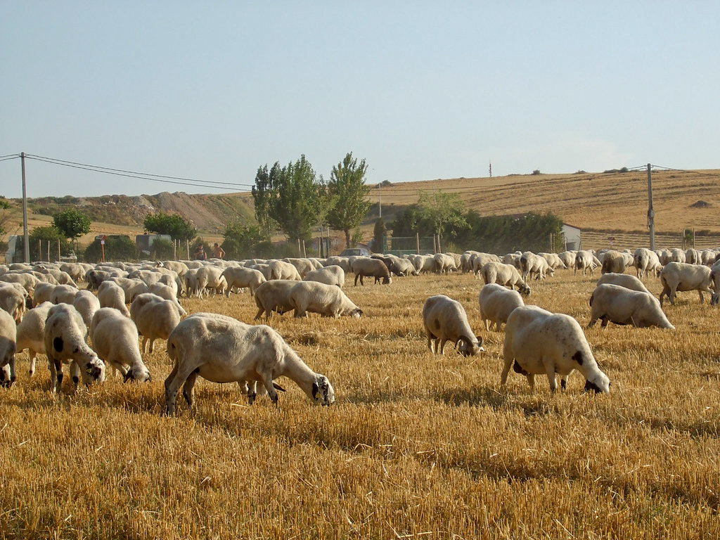 Images Galoinges S.L.