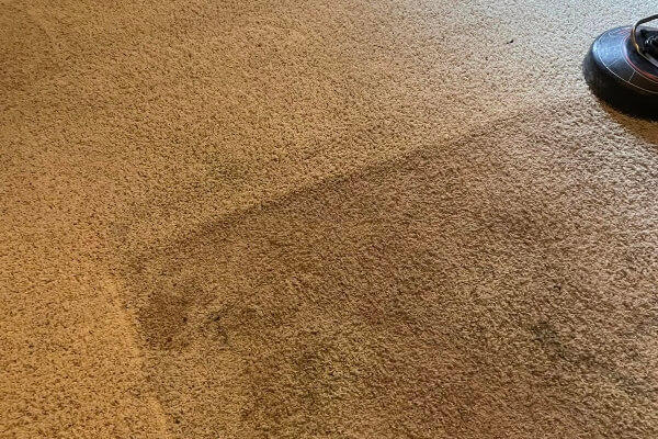 best carpet cleaning
