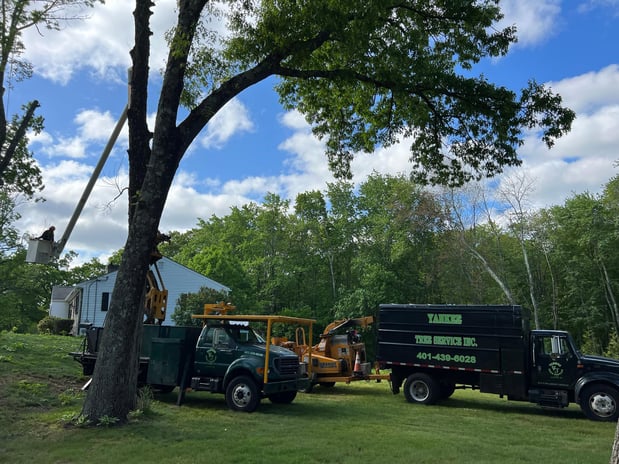 Images Yankee Tree Service