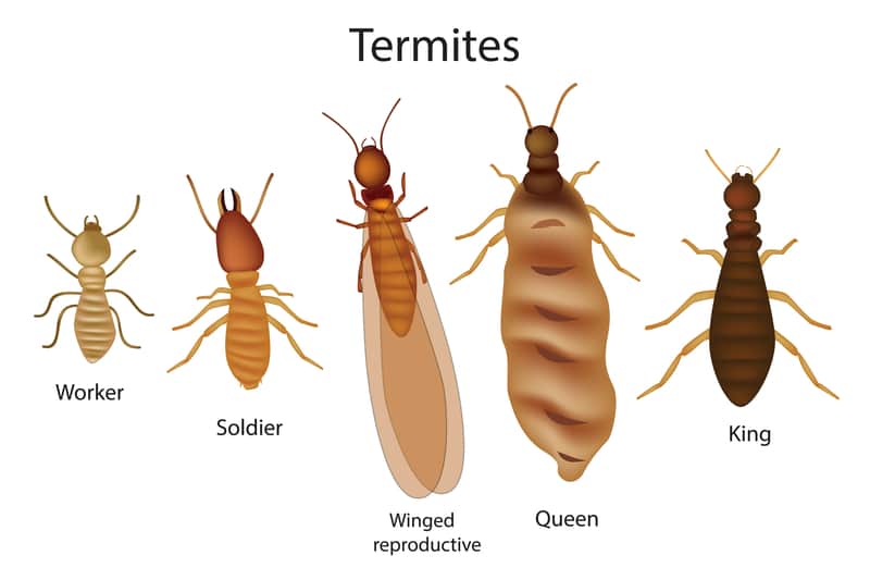 termite treatment pest bug insect control exterminator services