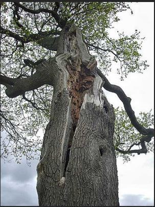 Images F.G. Manutenzione Giardini