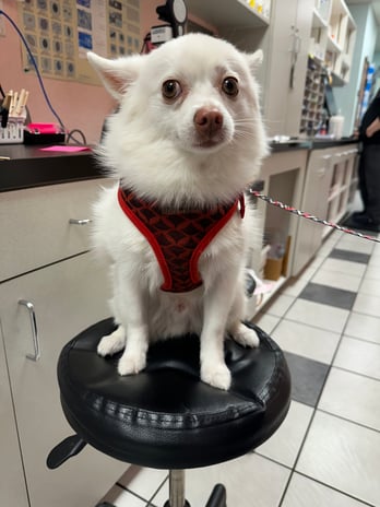 Images VCA Preston Park Animal Hospital