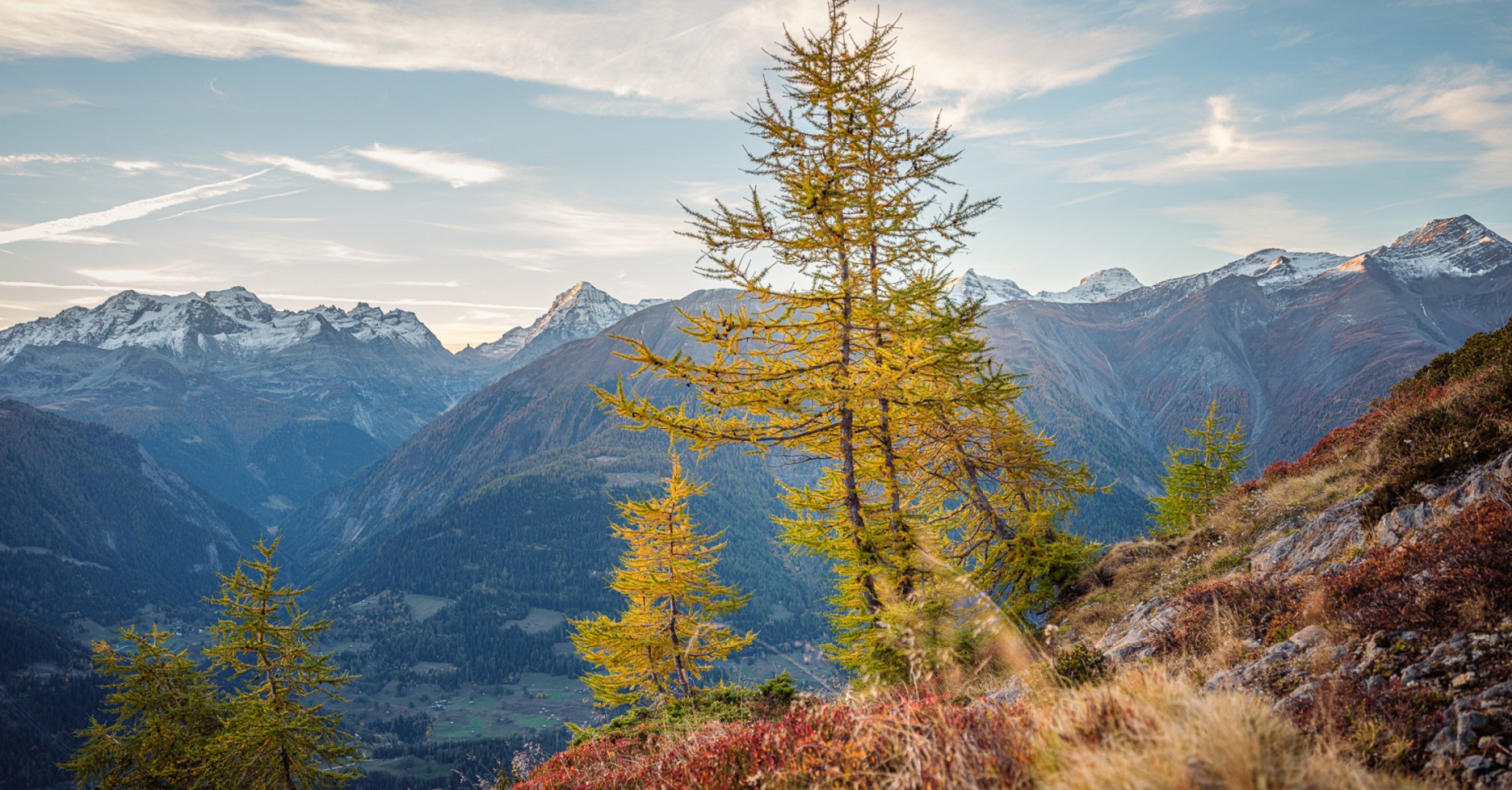 Bilder Forst Aletsch
