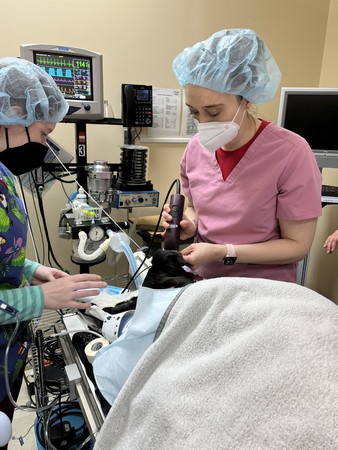 Images VCA SouthPaws Veterinary Specialists & Emergency Center