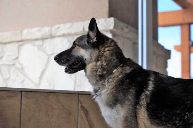 Images VCA Becker Animal Hospital and Pet Resort