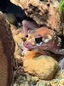 Images Evolution Reptiles