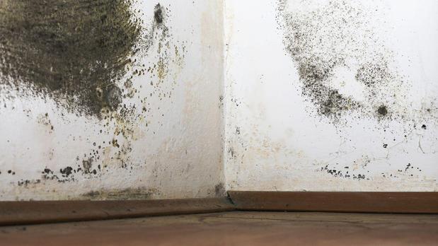 Images Mold Zero Services LLC
