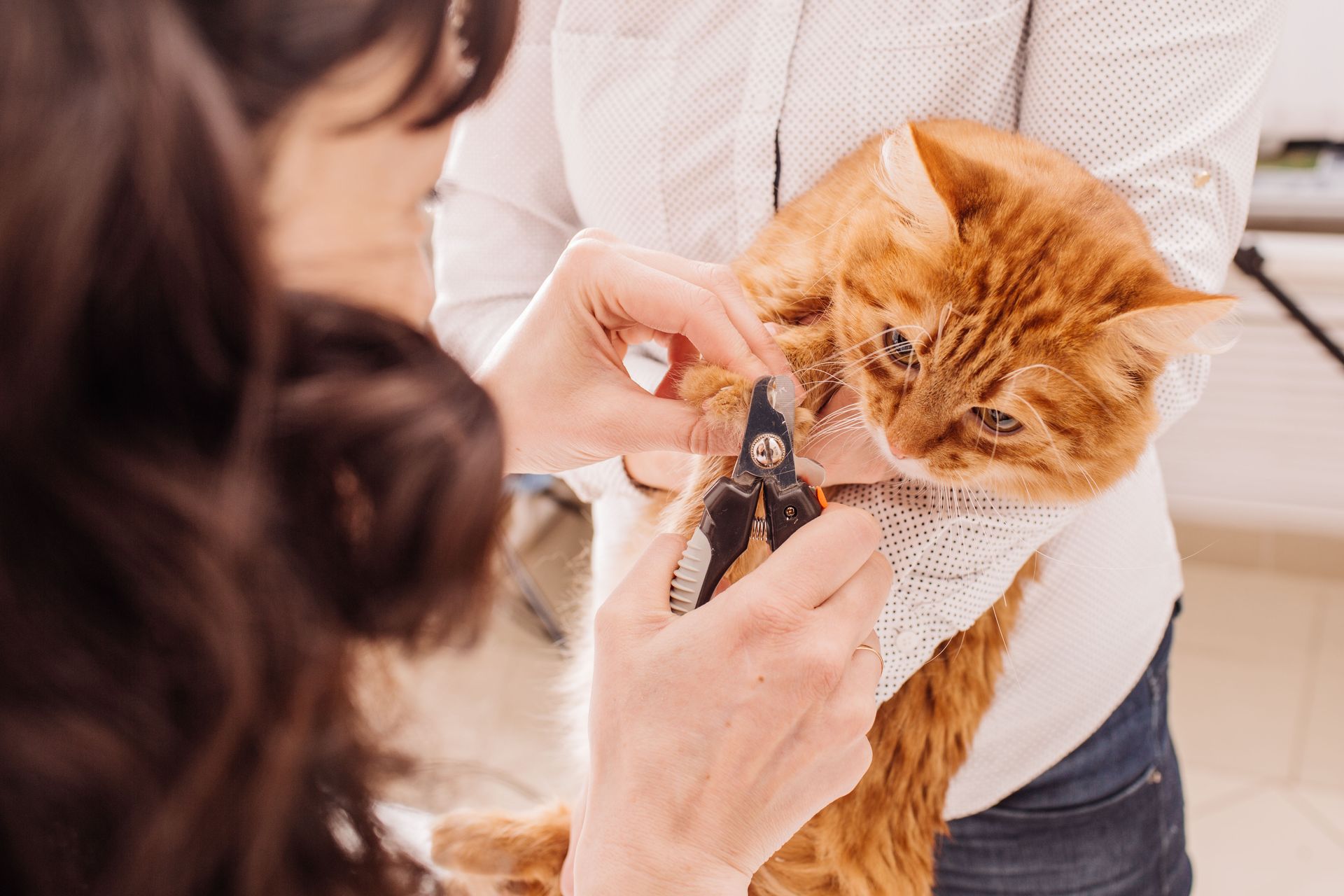 Animal Care Clinic of Rural Hall Image