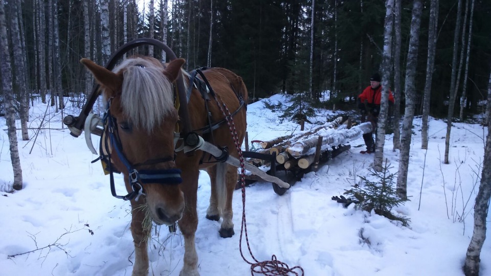Images Halkomaakari