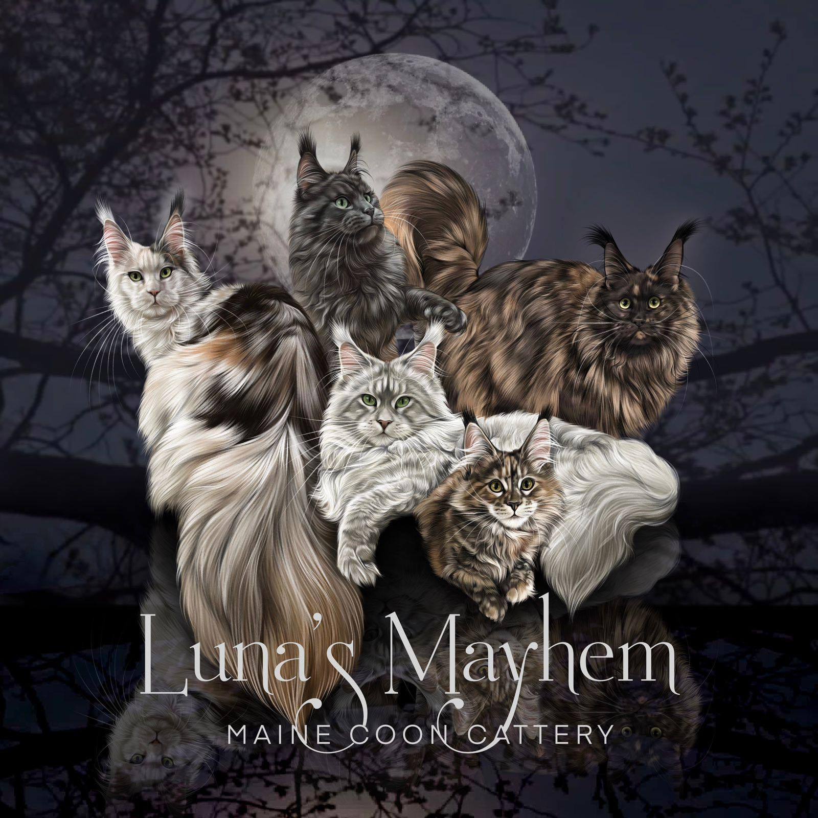 Luna’s Mayhem Maine Coons