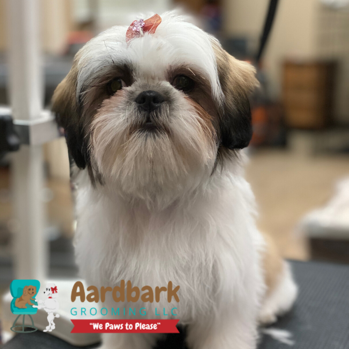 Aardbark Grooming Photo