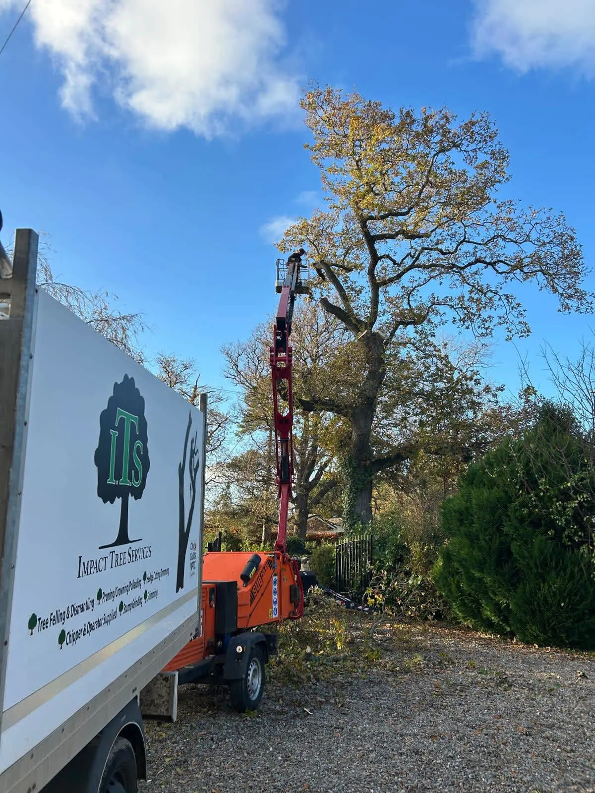 Images Impact Tree Services