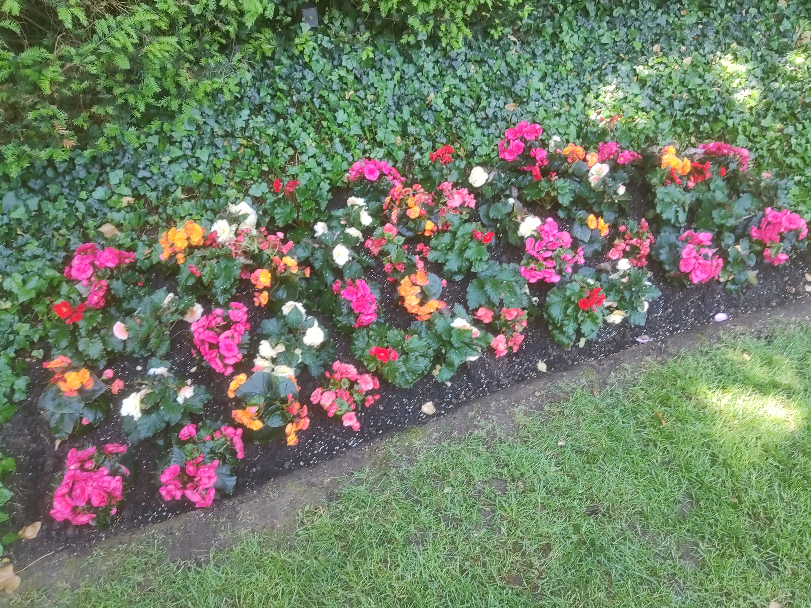 Bilder MM Gartenpflege GmbH