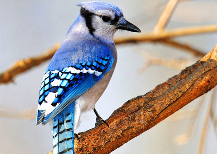 A blue jay resting on a branch.