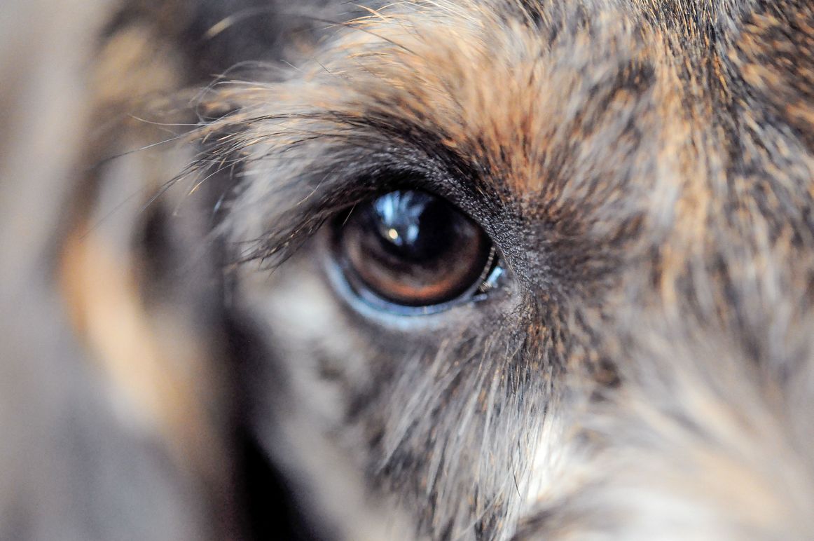 Images Mälarportens Veterinärklinik