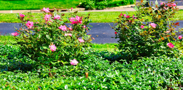 Images Oakwood Lawn & Landscaping