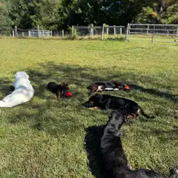 Sniffspot Yolistone Image