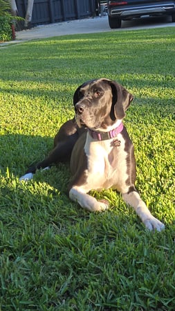 Images Your Trusted Pet Sitter
