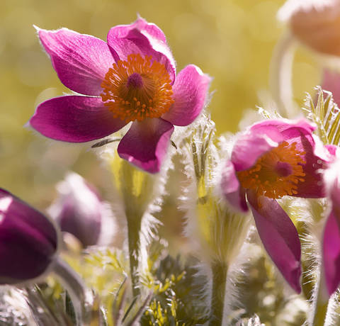 Bild 5 von Gartenbau-Floristik Tauderer