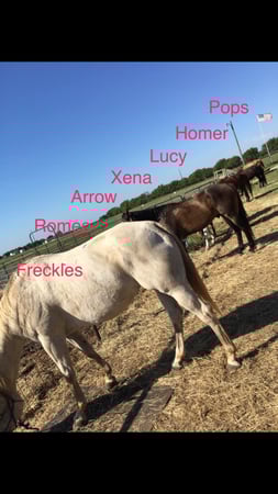 Images Peaceful Acres TX