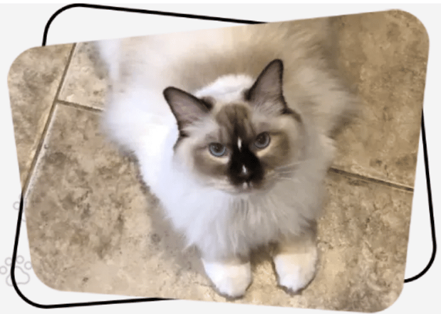 Images New York Ragdolls