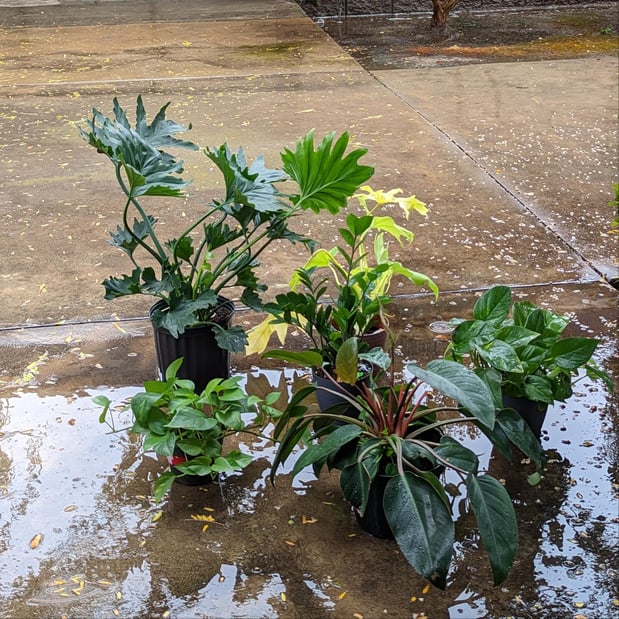 Images Senior Helpers